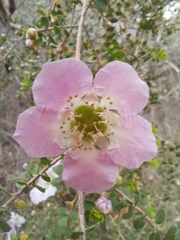 Leptospermum rotundifolium