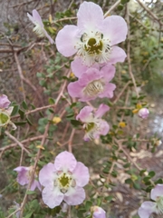 Leptospermum rotundifolium
