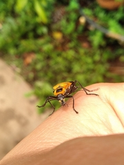 Chauliognathus subapicalis