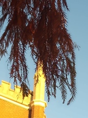 Taxodium