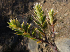 Pimelea pseudolyallii