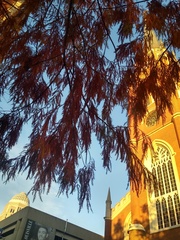 Taxodium