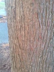 Taxodium