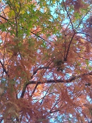 Taxodium