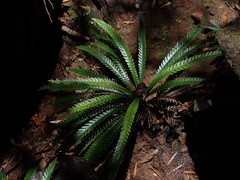 Blechnum obtusatum