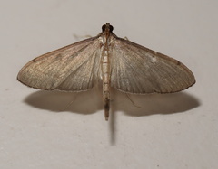 Bradina admixtalis