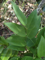 Phyllanthus pronyensis