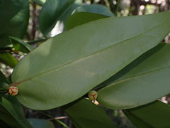 Phyllanthus pronyensis