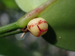 Phyllanthus pronyensis