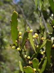 Exocarpos neocaledonicus