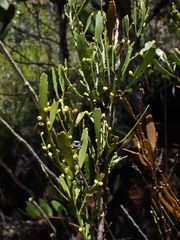 Exocarpos neocaledonicus