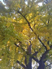 Ginkgo biloba