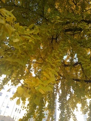 Ginkgo biloba
