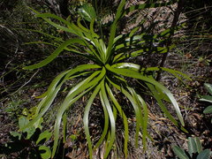 Lomandra insularis