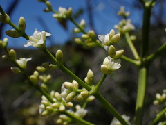 Lomandra insularis