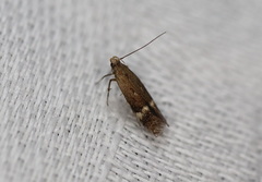 Aproaerema simplexella