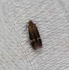 Aproaerema simplexella