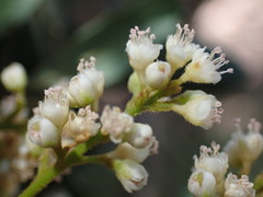 Guioa villosa