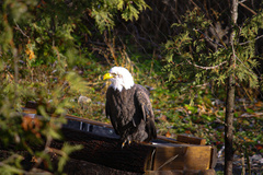 Haliaeetus