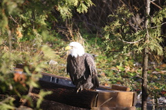 Haliaeetus