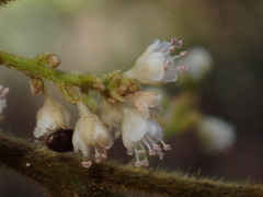Guioa villosa
