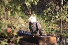 Haliaeetus