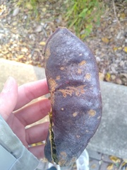 Gymnocladus dioicus