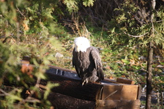 Haliaeetus