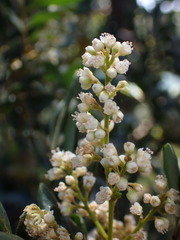 Guioa villosa