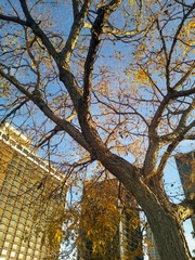 Gymnocladus dioicus