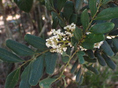 Guioa villosa