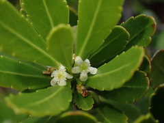 Peripterygia marginata