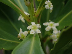 Peripterygia marginata