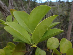 Phyllanthus aeneus