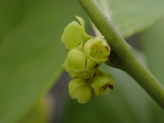 Phyllanthus aeneus