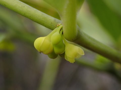 Phyllanthus aeneus