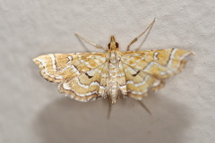 Musotima ochropteralis