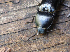 Melanactes densus