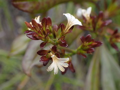 Scaevola beckii