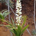Dracophyllum ramosum - Photo (c) Shankar Meyer, μερικά δικαιώματα διατηρούνται (CC BY-NC), uploaded by Shankar Meyer