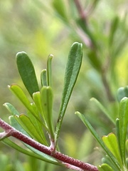Hibbertia circumdans