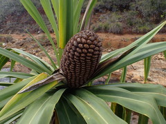 Pandanus pancheri