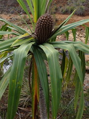 Pandanus pancheri