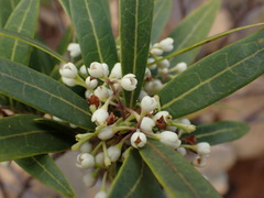 Notelaea austrocaledonica