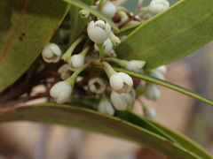 Notelaea austrocaledonica
