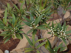 Notelaea austrocaledonica
