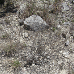 Agalinis edwardsiana