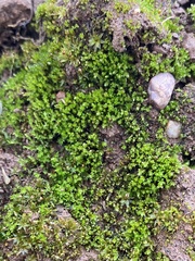 Bryum dichotomum