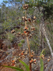 Lomandra insularis