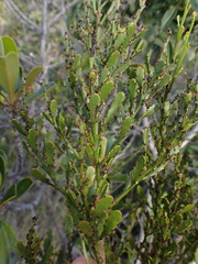 Exocarpos neocaledonicus